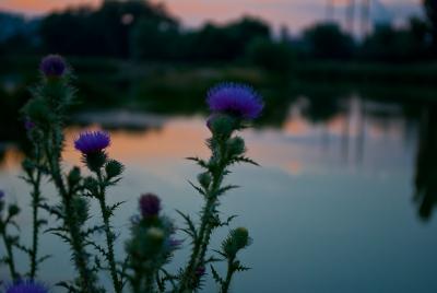 Прикрепленное изображение: DSC_0259.jpg